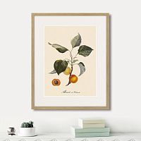 картина: juicy fruit lithography №2, 1870г. в Чебоксарах