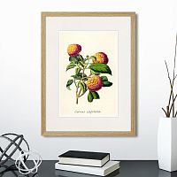 картина: botany illustration №22, 1836г. в Чебоксарах