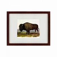 картина: american bison, 1845 в Чебоксарах