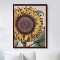 картина: large sunflower (flos solis maior), 1713г. в Чебоксарах