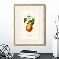картина: botany illustration №18, 1836г. в Чебоксарах