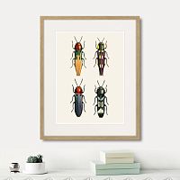 картина: assorted beetles №5, 1735г. в Чебоксарах