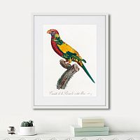 картина: beautiful parrots №7, 1872г. в Чебоксарах
