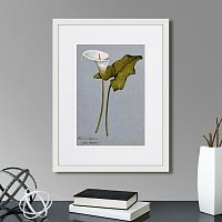 картина: arum lily, 1899г. в Чебоксарах