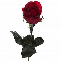 роза бордовая 48 см (36) в Чебоксарах