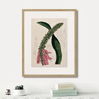 картина: exotic plants of the world №2, 1815г. в Чебоксарах