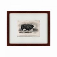 картина: a hereford bull, 1849 в Чебоксарах