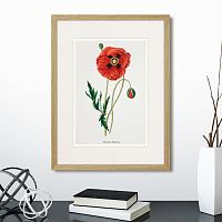 картина: botany illustration №15, 1836г. в Чебоксарах