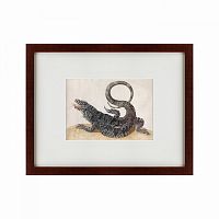 картина: black tegu lizard, 1700 в Чебоксарах