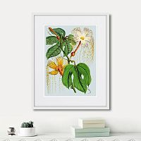 картина: himalaya plants hodsgonia flower white and yellow, 1869г. в Чебоксарах