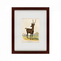 картина: a rusa deer, 1830 в Чебоксарах