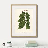 картина: fragmenta botanica №10, 1809г. в Чебоксарах