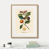 картина: juicy fruit lithography №11, 1870г. в Чебоксарах