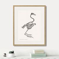 картина: sarcoramphus gryphus , 1867г. в Чебоксарах