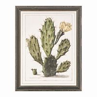 постер opuntia cactus зеленый в Чебоксарах