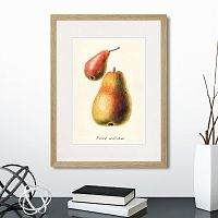 картина: botany illustration №16, 1836г. в Чебоксарах
