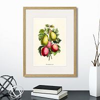 картина: botany illustration №20, 1836г. в Чебоксарах