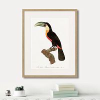 картина: beautiful toucans №1, 1806г. в Чебоксарах