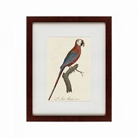 картина: ara macao (scarlet macaw), 1801 в Чебоксарах