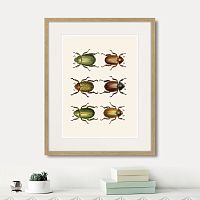 картина: assorted beetles №11, 1735г. в Чебоксарах