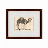 картина: arabian camel, 1809 в Чебоксарах