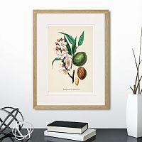 картина: botany illustration №24, 1836г. в Чебоксарах