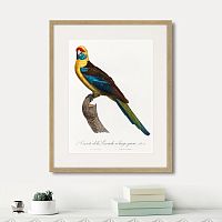 картина: beautiful parrots №12, 1872г. в Чебоксарах