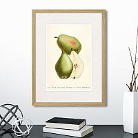 картина: botany illustration №19, 1836г. в Чебоксарах