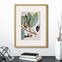 картина: exotic plants of the world №5, 1815 (ii) в Чебоксарах