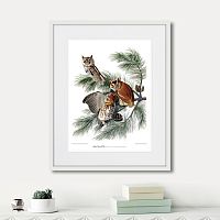 картина: eastern screech owl, 1845г. в Чебоксарах