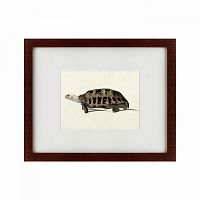 картина: a hand-painted illustration of an elongated tortoise, 1873 в Чебоксарах