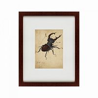 картина: stag beetle, 1505 в Чебоксарах