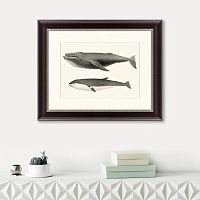 картина: humpback whale (megaptera versabilis), 1859 в Чебоксарах
