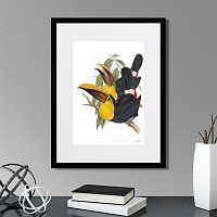 картина: toucans №1, 1849г. в Чебоксарах