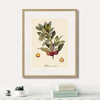 картина: juicy fruit lithography №4, 1870г. в Чебоксарах