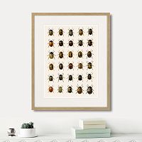 картина: assorted beetles №2, 1735г. в Чебоксарах