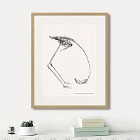 картина: phanicopterus ruber, 1867г. в Чебоксарах