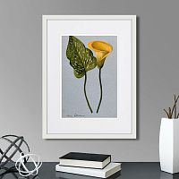 картина: yellow arum lily, 1899г. в Чебоксарах
