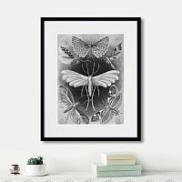картина: art forms of nature №4, 1897г. в Чебоксарах