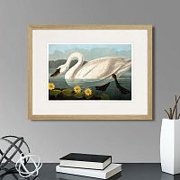 картина: common american swan (white), 1838г. в Чебоксарах