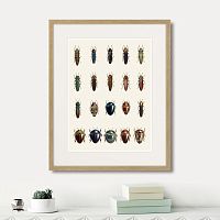 картина: assorted beetles №3, 1735г. в Чебоксарах