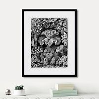 картина: art forms of nature №2, 1897г. в Чебоксарах
