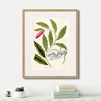 картина: fragmenta botanica №11, 1809г. в Чебоксарах