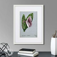 картина: a lady's slipper orchid (cypripedium bellatulum), 1899г. в Чебоксарах