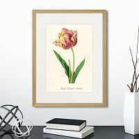 картина: botany illustration №3, 1836г. в Чебоксарах