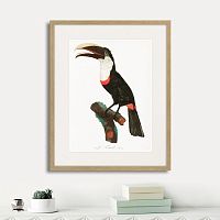 картина: beautiful toucans №2, 1806г. в Чебоксарах