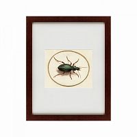 картина: beetle, 1700 в Чебоксарах