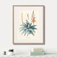 картина: fragmenta botanica №7, 1809г. в Чебоксарах