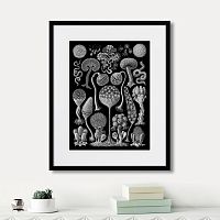 картина: art forms of nature №3, 1897г. в Чебоксарах