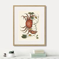 картина: land crab and tapia branch, 1742г. в Чебоксарах